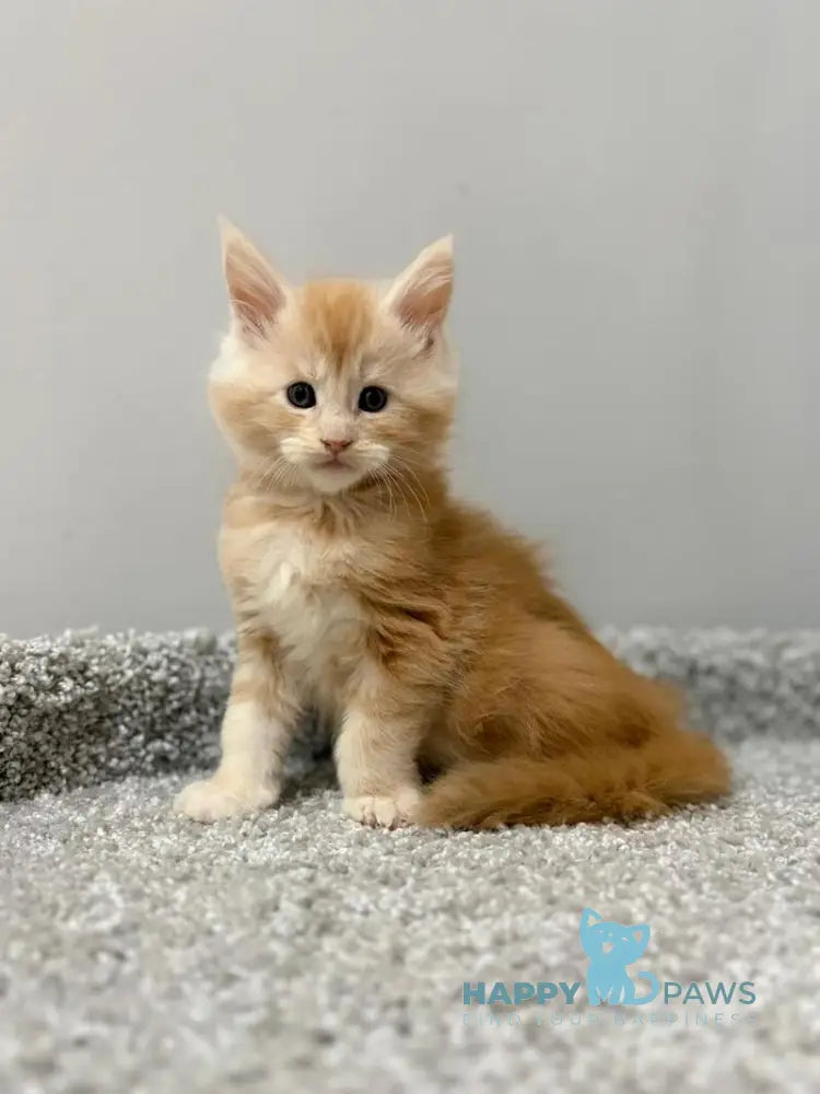 Kilian Maine Coon male red silver live animals