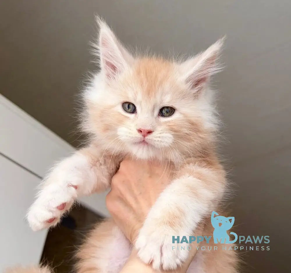 Kilian Maine Coon male red silver live animals