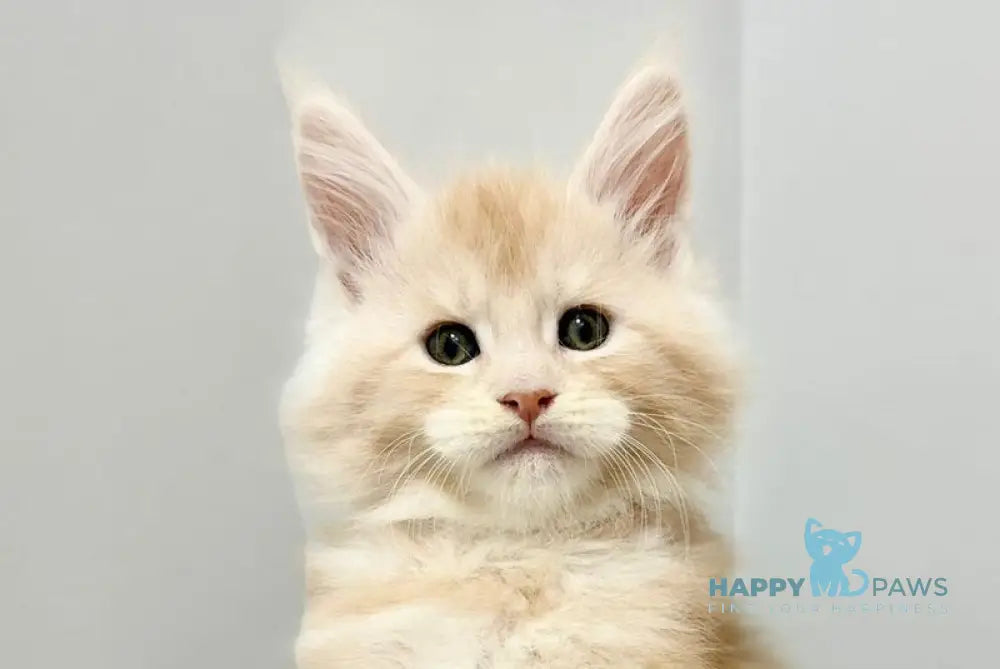 Kilian Maine Coon male red silver live animals