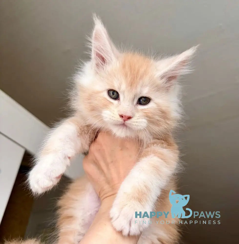 Kilian Maine Coon male red silver live animals