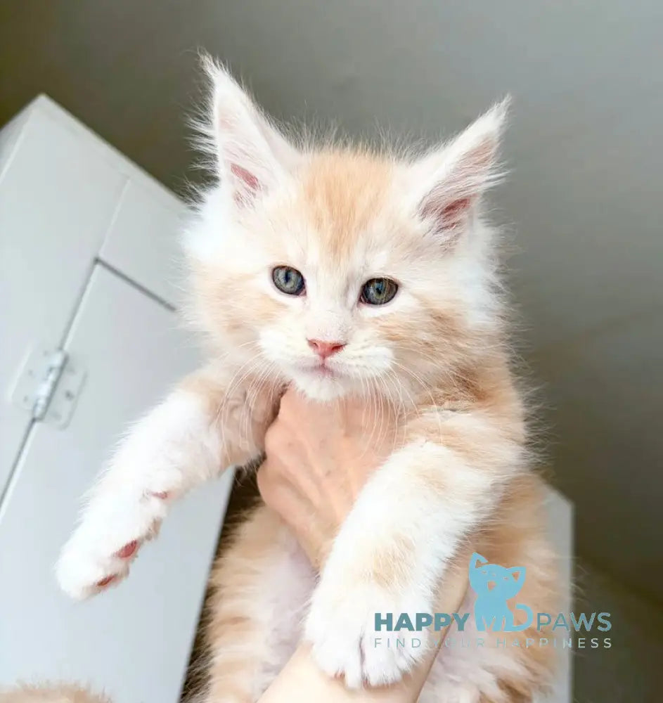 Kilian Maine Coon male red silver live animals