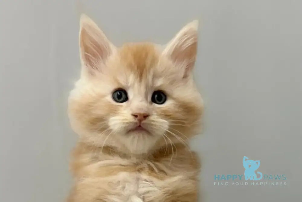 Kilian Maine Coon male red silver live animals