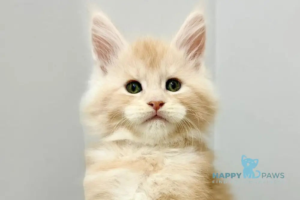 Kilian Maine Coon male red silver live animals