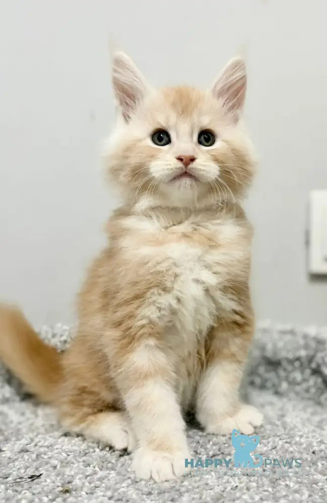 Kilian Maine Coon male red silver live animals