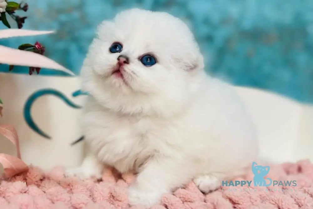 Kilian Scottish Fold male black silver chinchilla pointed live animals