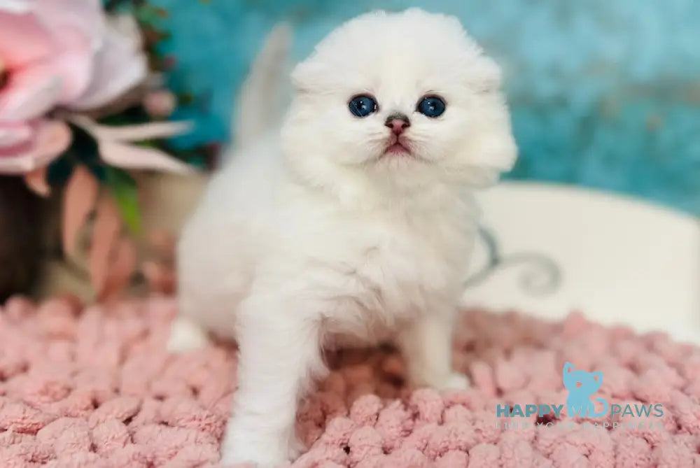 Kilian Scottish Fold male black silver chinchilla pointed live animals