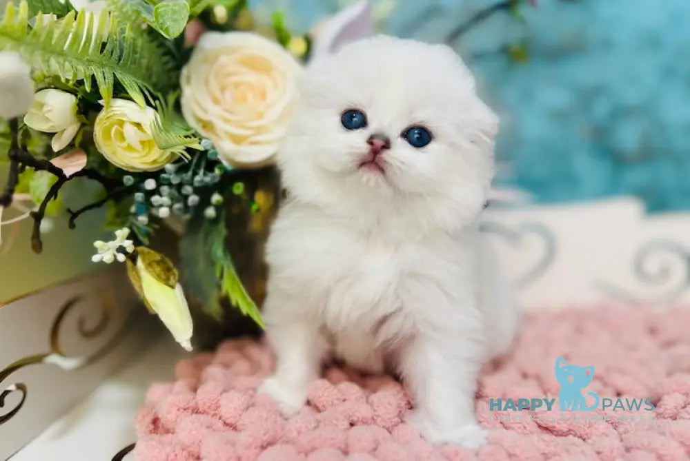 Kilian Scottish Fold male black silver chinchilla pointed live animals