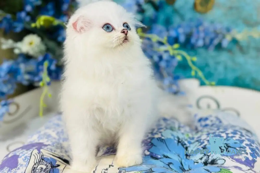 Кіlian Scottish Fold male black silver chinchilla pointed live animals