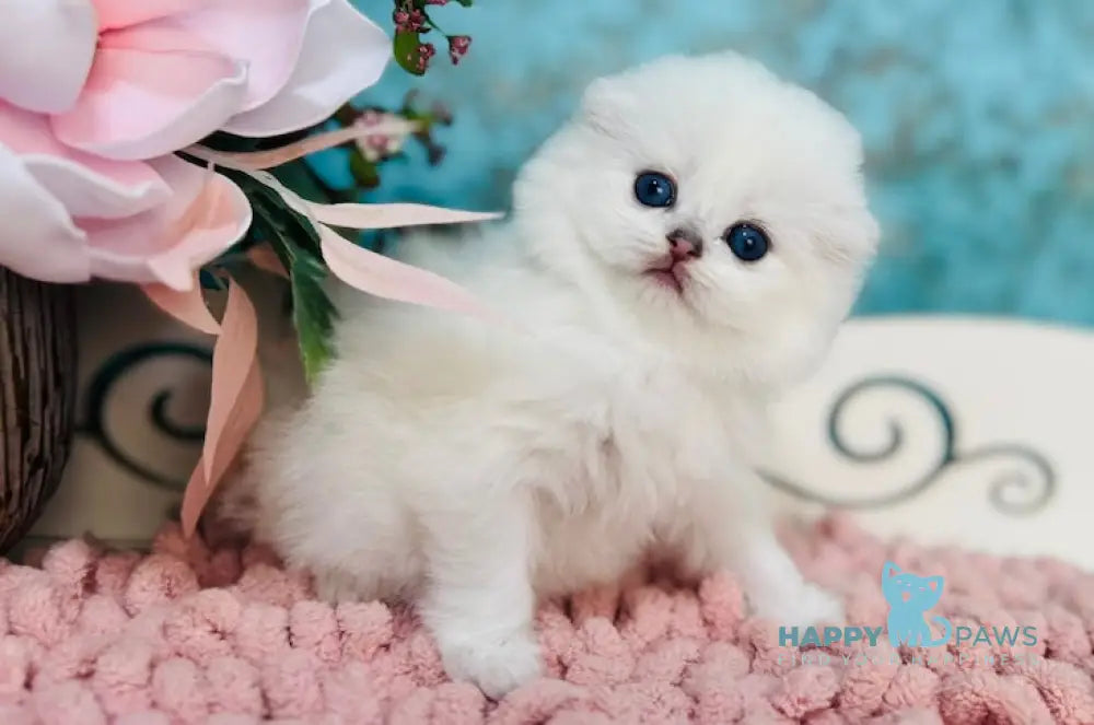 Kilian Scottish Fold male black silver chinchilla pointed live animals