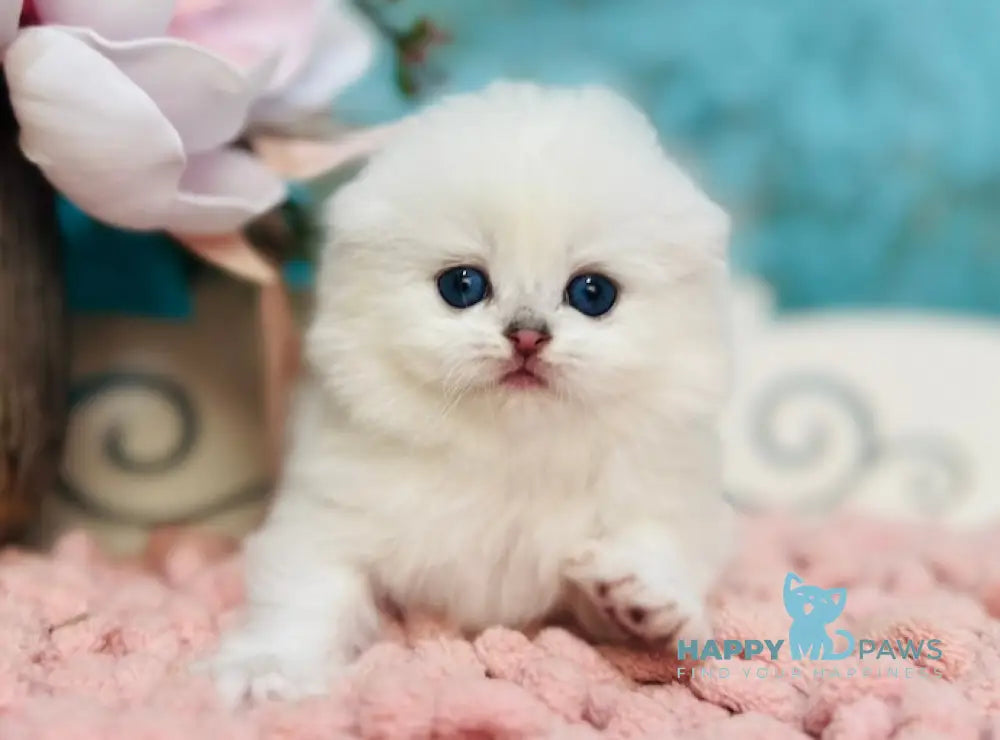 Kilian Scottish Fold male black silver chinchilla pointed live animals