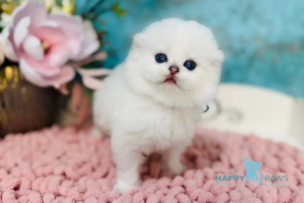 Kilian Scottish Fold male black silver chinchilla pointed live animals