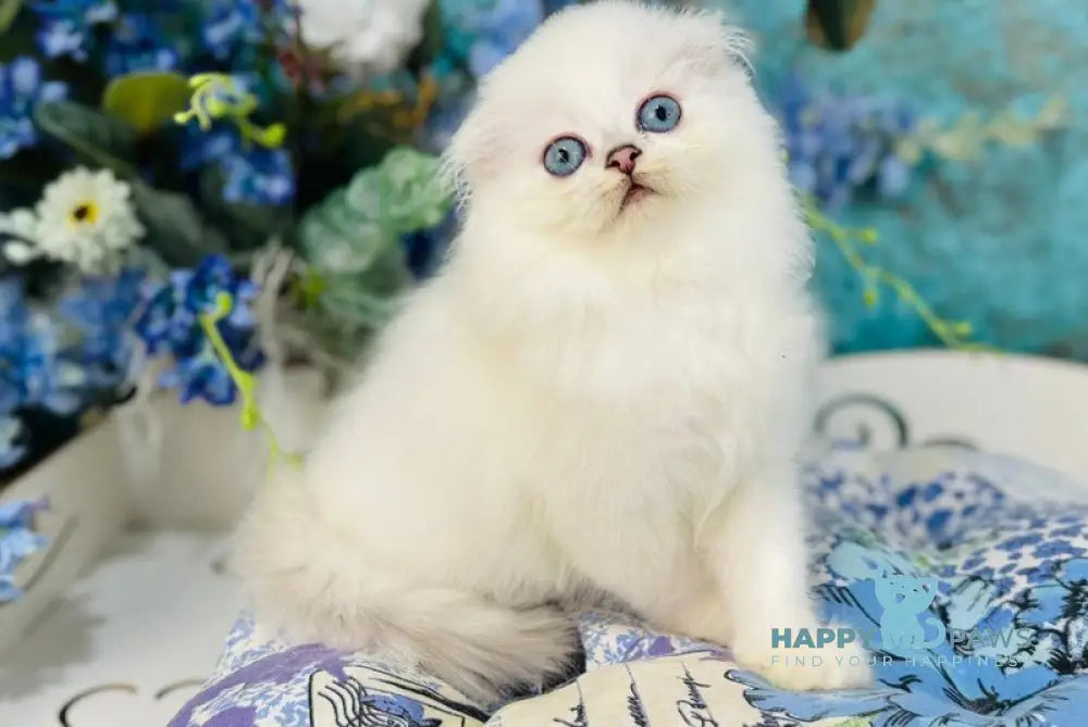 Кіlian Scottish Fold male black silver chinchilla pointed live animals
