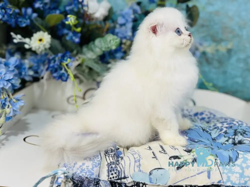 Кіlian Scottish Fold male black silver chinchilla pointed live animals