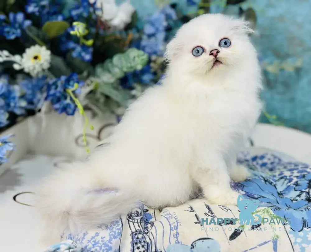 Кіlian Scottish Fold male black silver chinchilla pointed live animals