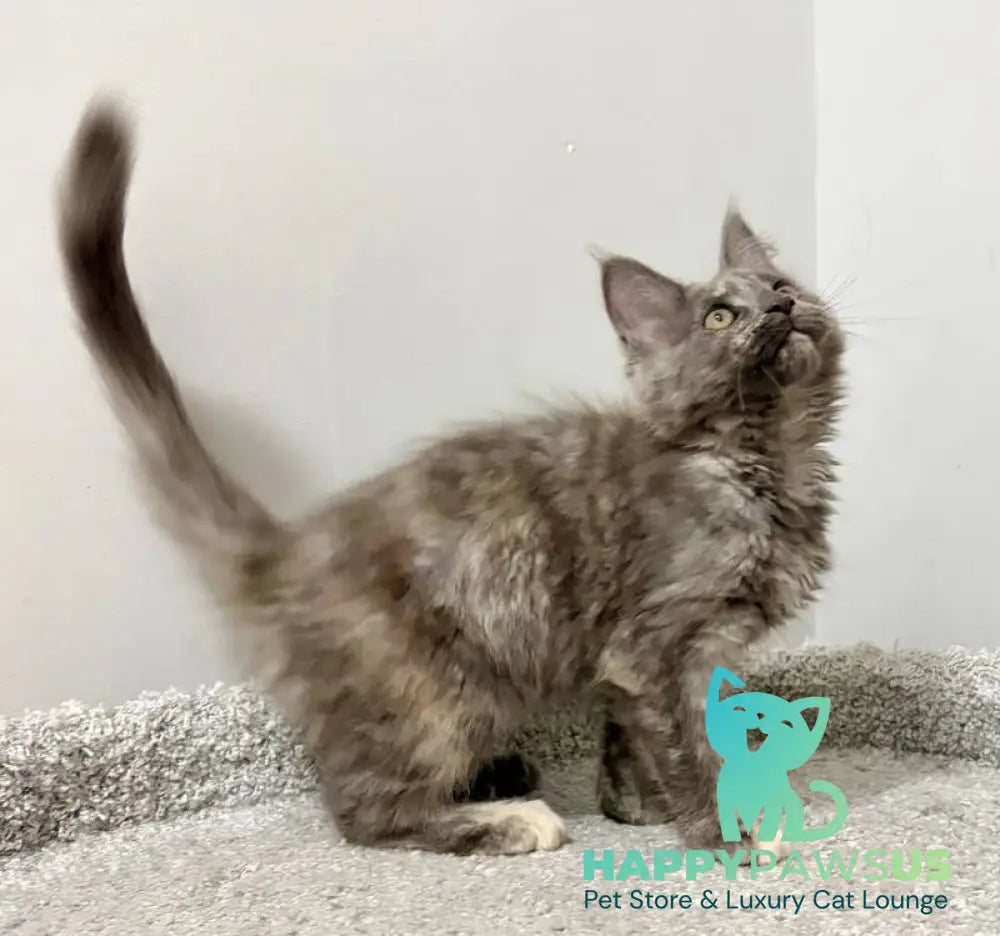 Kim Maine Coon female blue tortie live animals