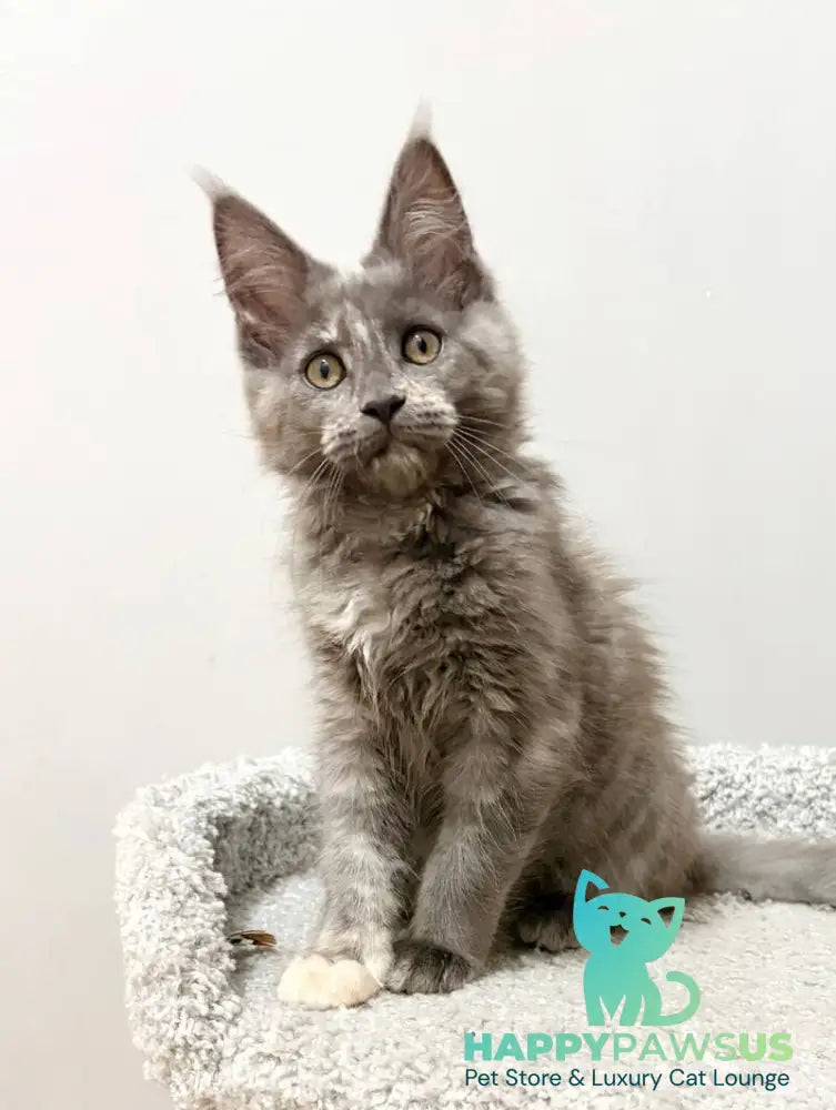 Kim Maine Coon female blue tortie live animals