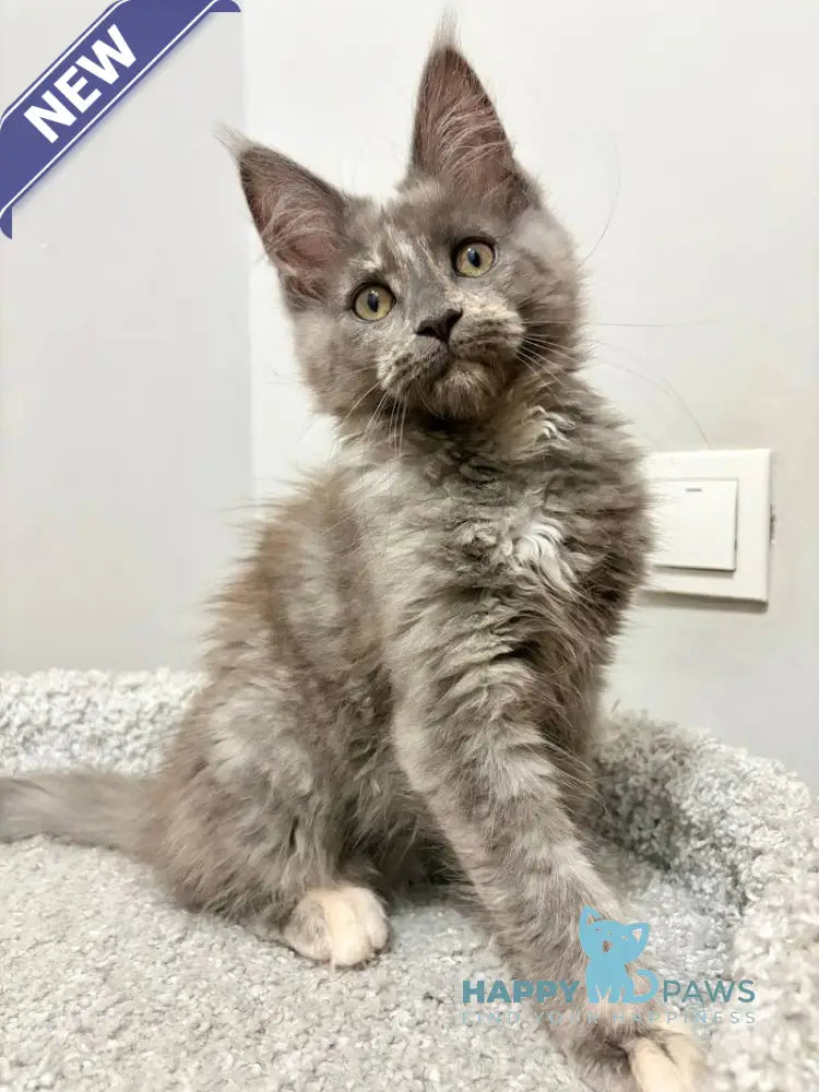 Kim Maine Coon female blue tortie live animals