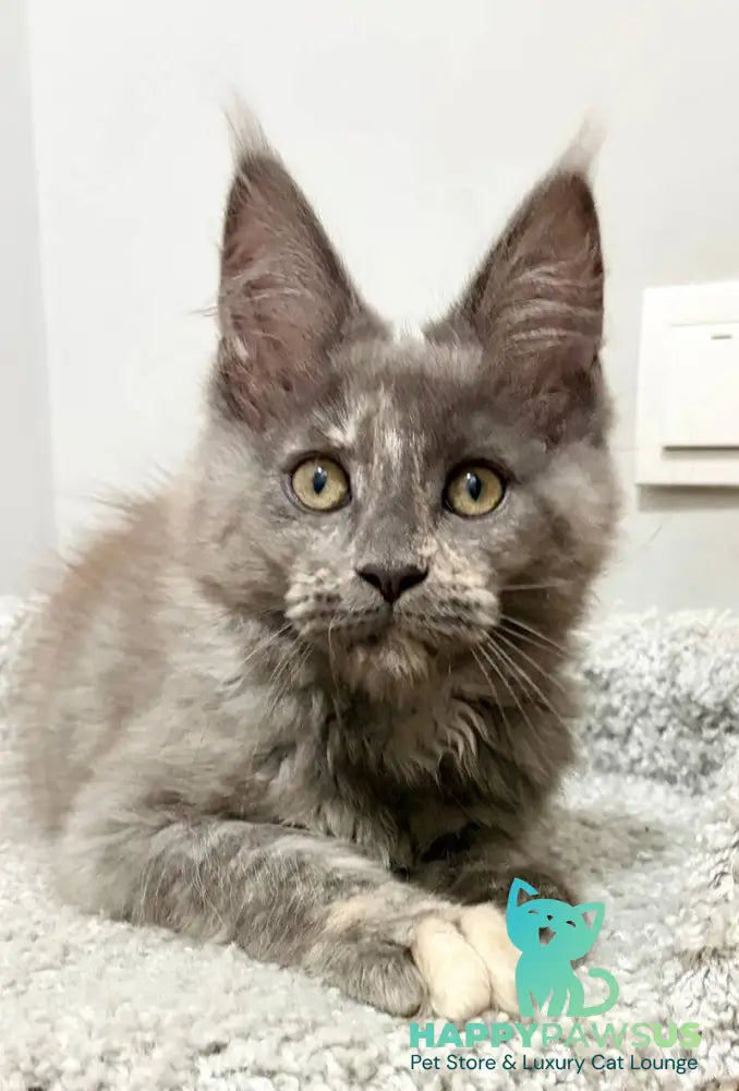 Kim Maine Coon female blue tortie live animals