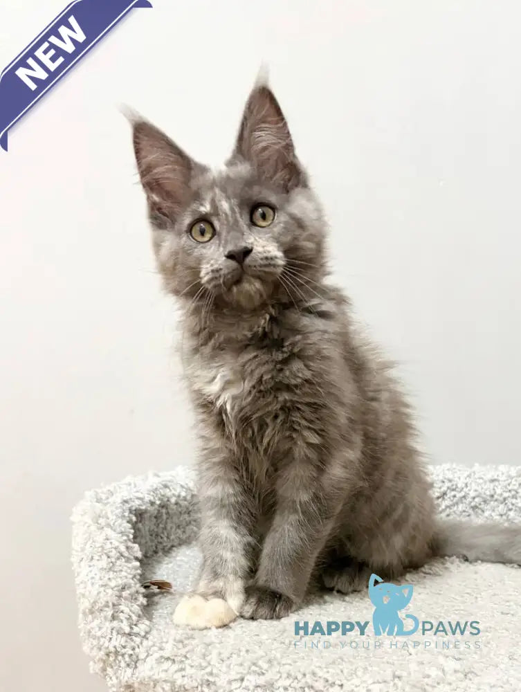 Kim Maine Coon female blue tortie live animals