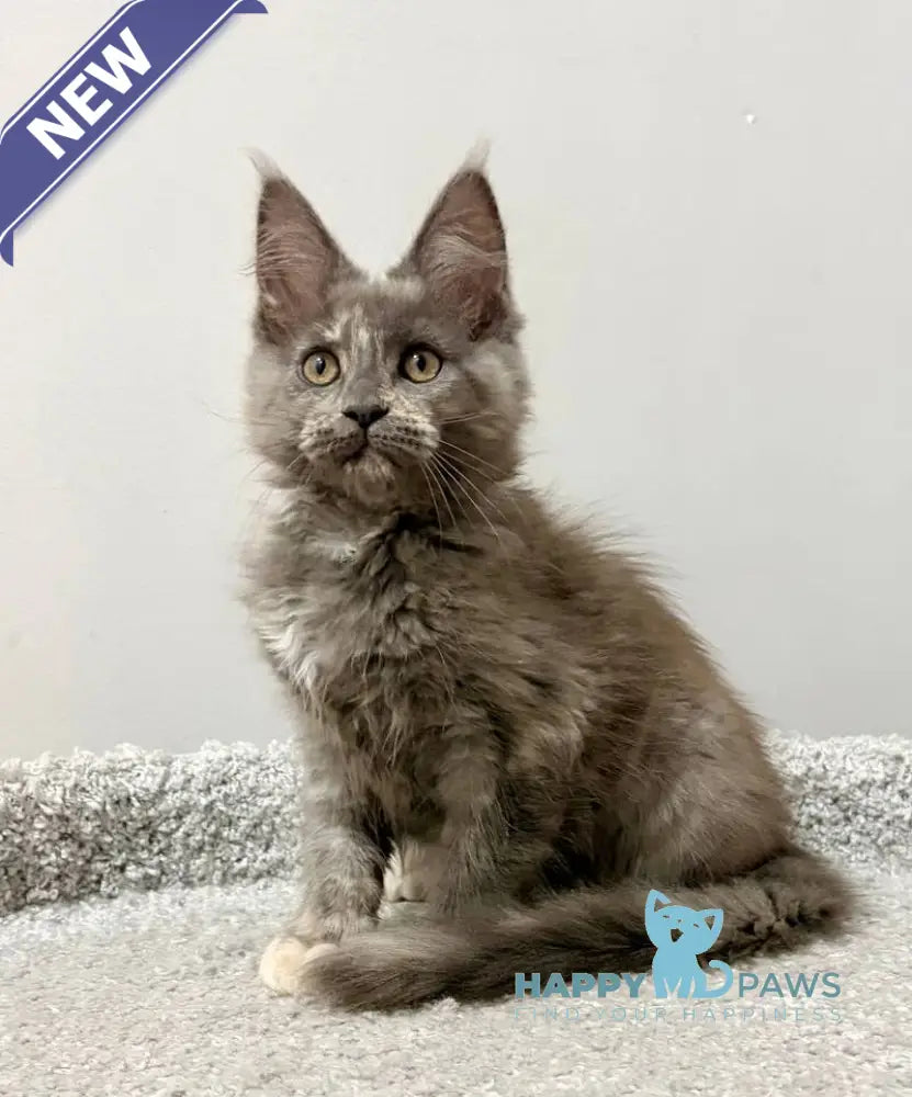 Kim Maine Coon female blue tortie live animals