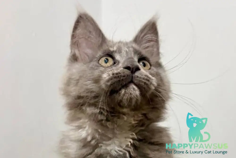 Kim Maine Coon female blue tortie live animals
