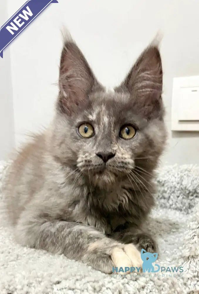 Kim Maine Coon female blue tortie live animals