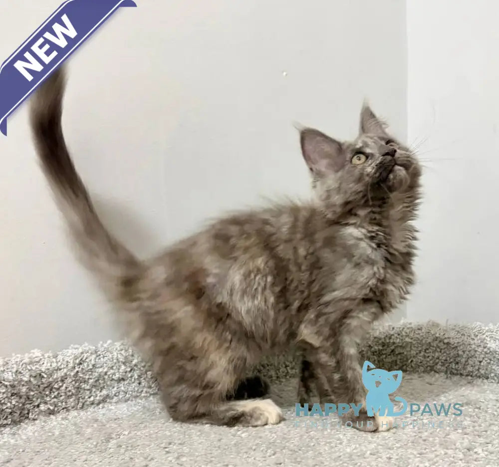 Kim Maine Coon female blue tortie live animals