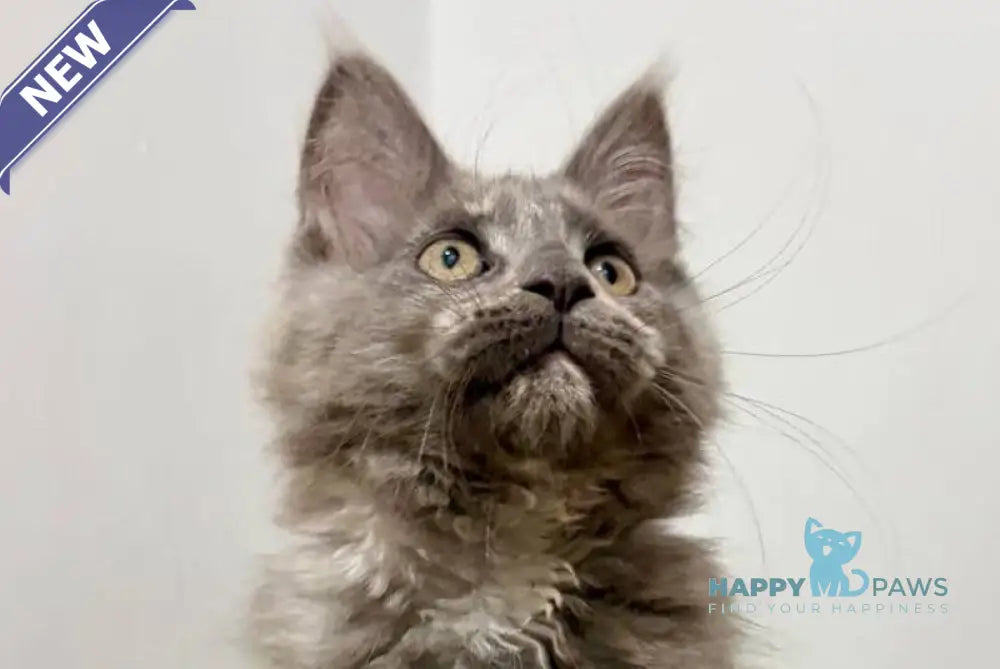 Kim Maine Coon female blue tortie live animals