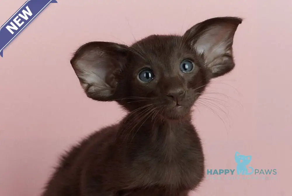 Kim Oriental Shorthair male chocolate live animals
