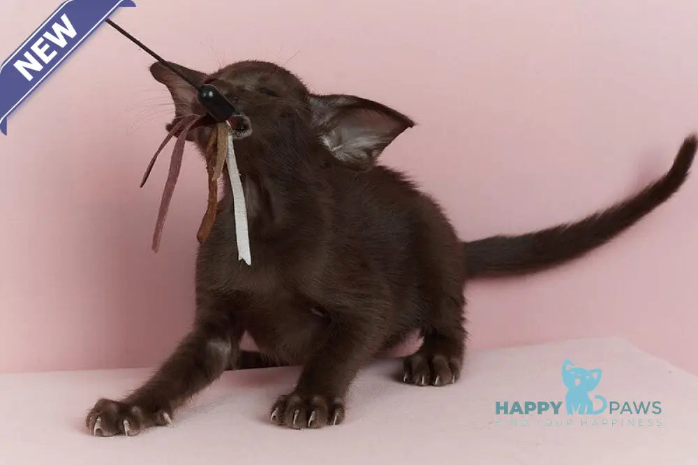 Kim Oriental Shorthair male chocolate live animals