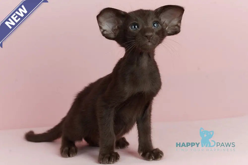 Kim Oriental Shorthair male chocolate live animals