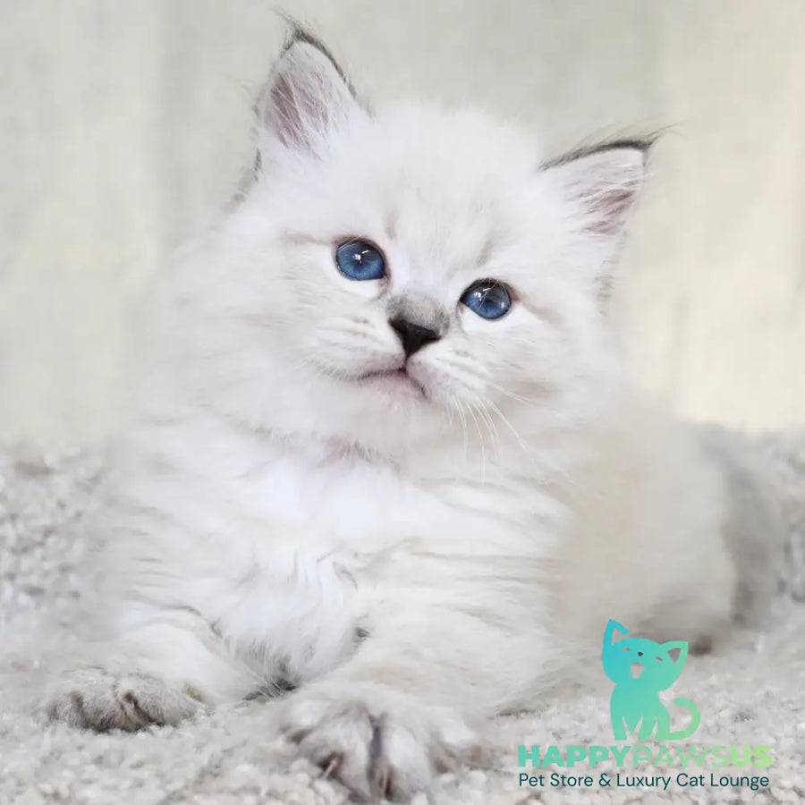 Kim Siberian male black tabby pointed - live animals