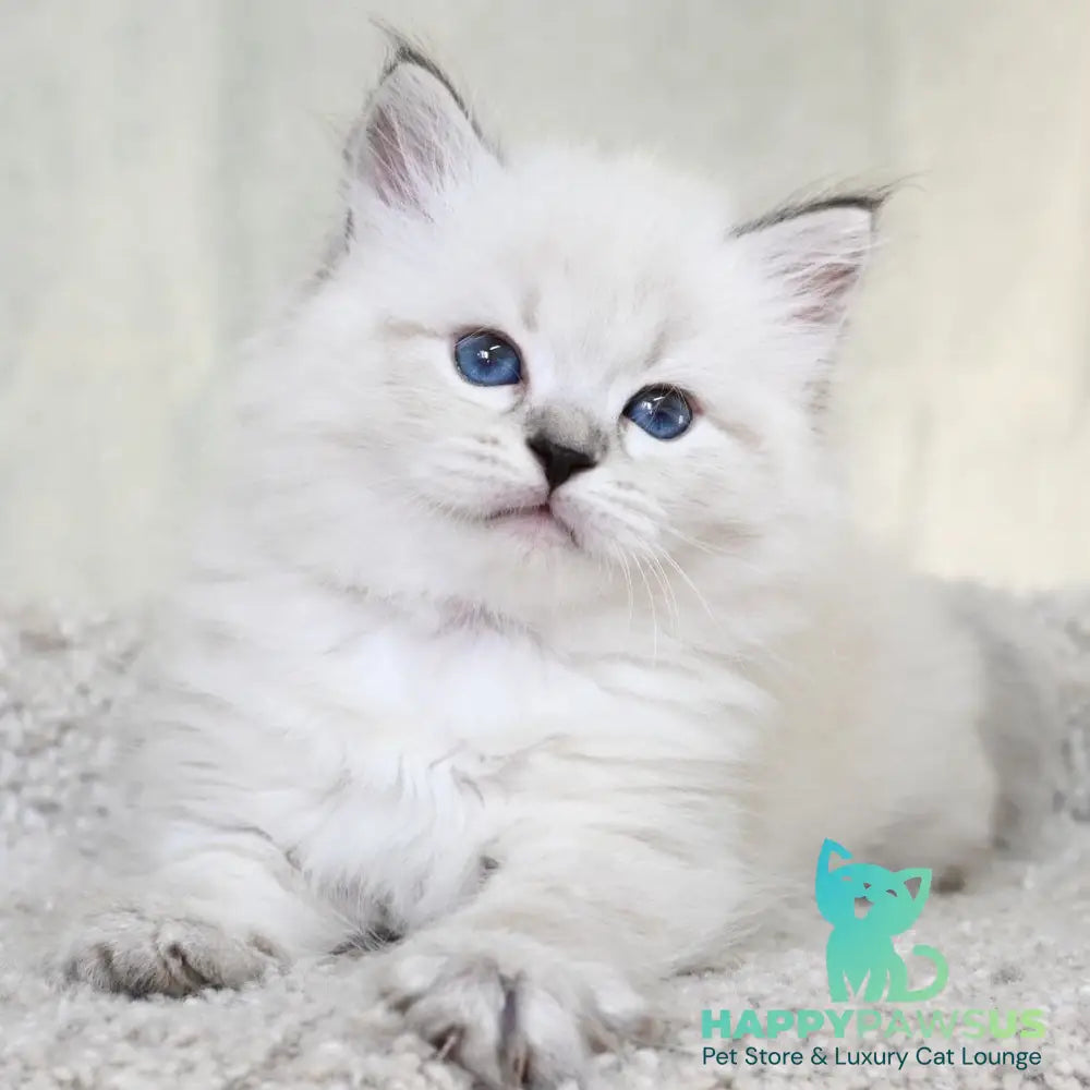 Kim Siberian male black tabby pointed - live animals