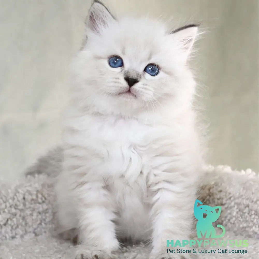 Kim Siberian male black tabby pointed - live animals