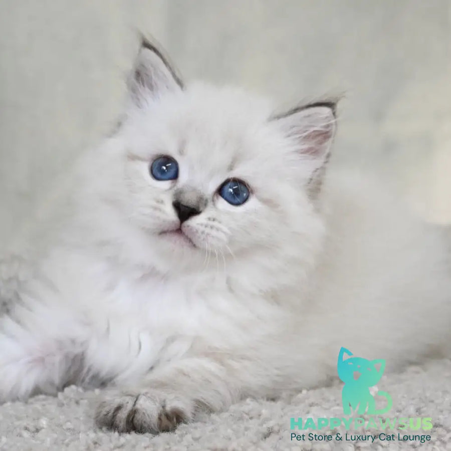 Kim Siberian male black tabby pointed - live animals