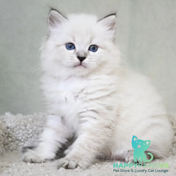 Kim Siberian male black tabby pointed - live animals