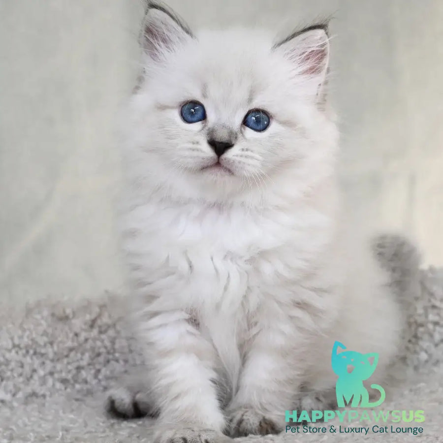 Kim Siberian male black tabby pointed - live animals