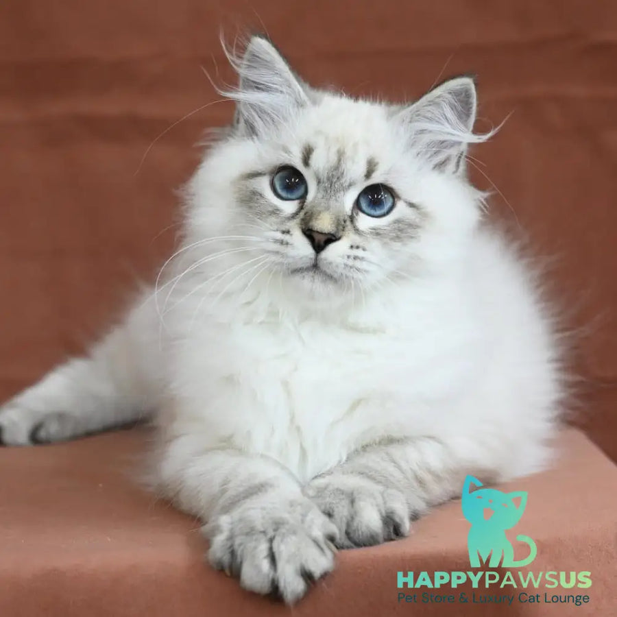 Kim Siberian male seal tabby pointed - live animals