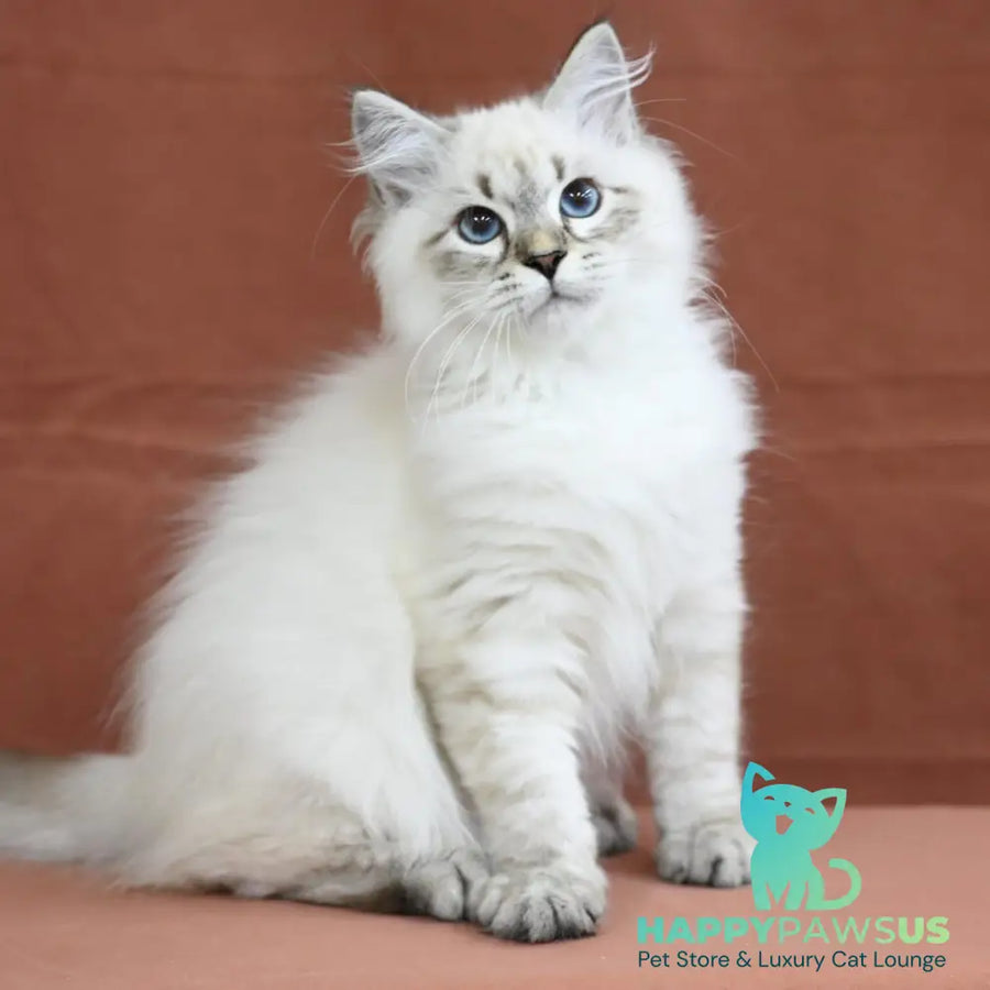 Kim Siberian male seal tabby pointed - live animals