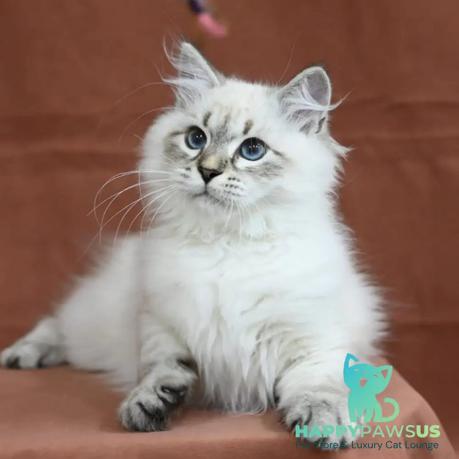 Kim Siberian male seal tabby pointed - live animals