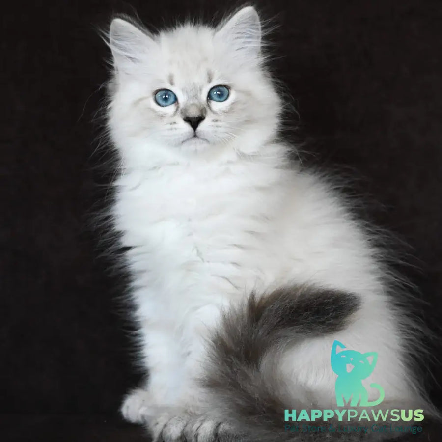 Kim Siberian male seal tabby pointed - live animals