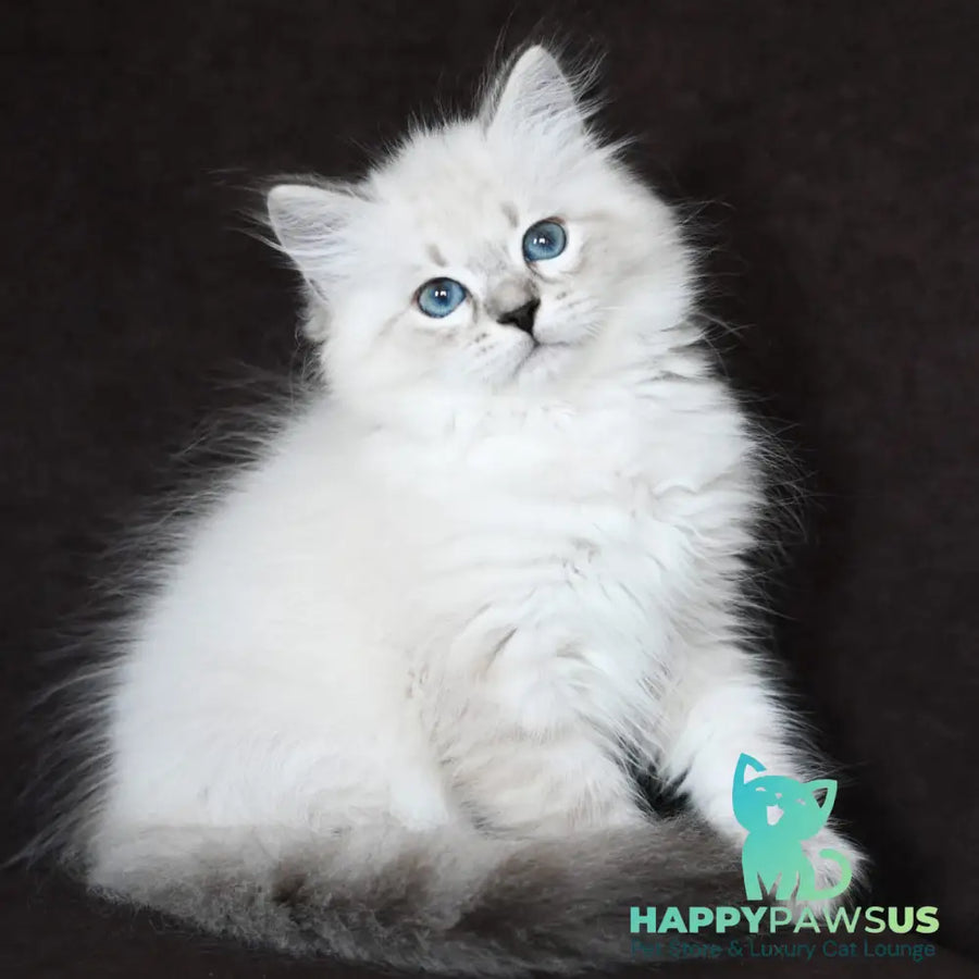 Kim Siberian male seal tabby pointed - live animals