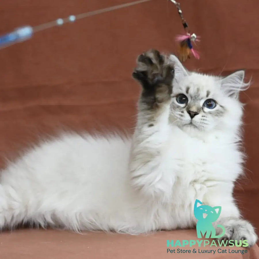 Kim Siberian male seal tabby pointed - live animals