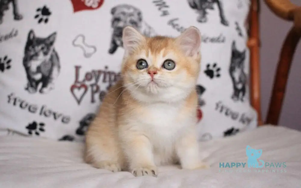 Kimberly British Shorthair female black golden shaded live animals