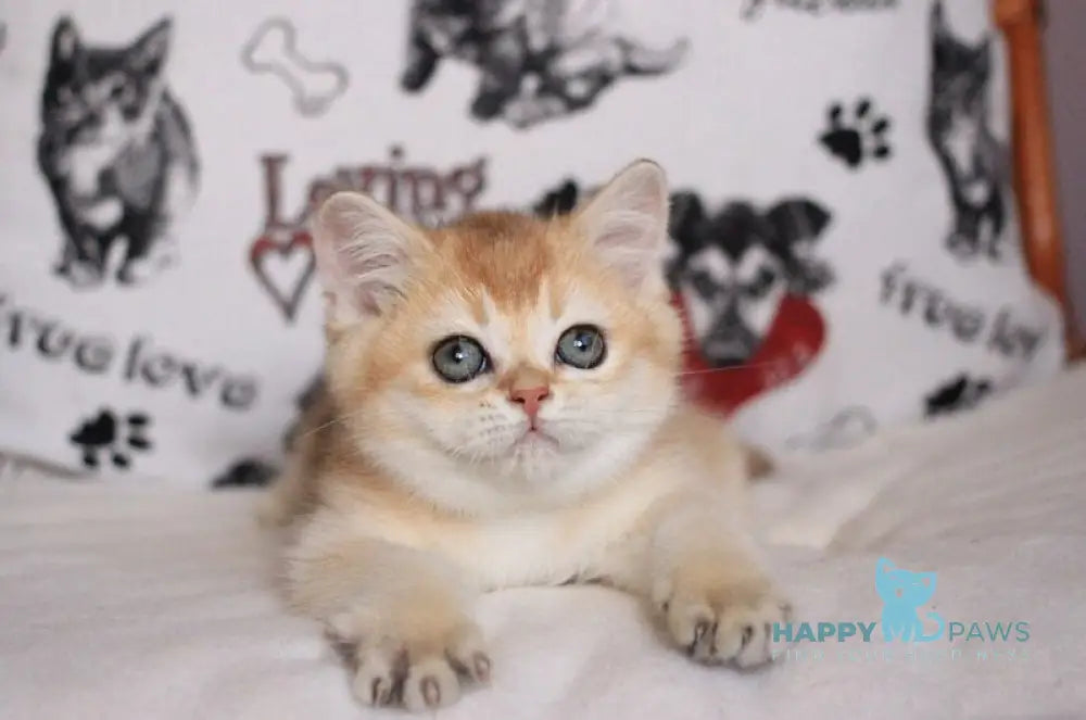 Kimberly British Shorthair female black golden shaded live animals