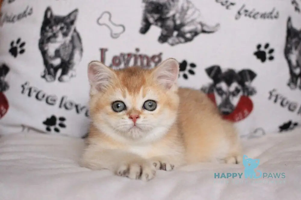 Kimberly British Shorthair female black golden shaded live animals