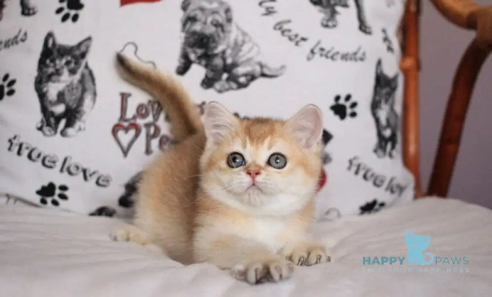 Kimberly British Shorthair female black golden shaded live animals