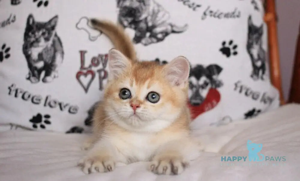 Kimberly British Shorthair female black golden shaded live animals