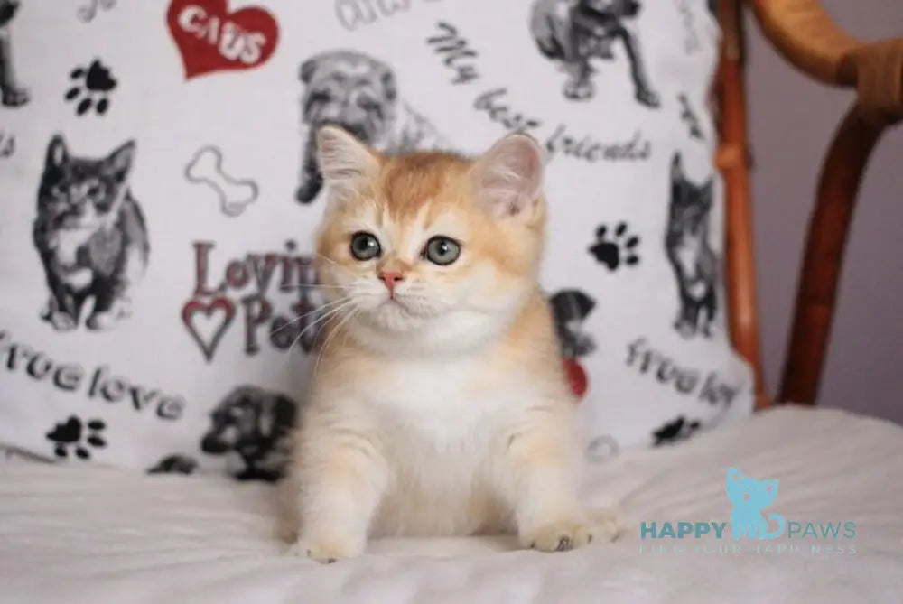 Kimberly British Shorthair female black golden shaded live animals