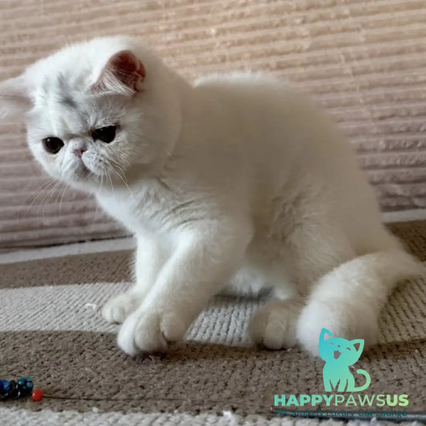 Kimberly Exotic female white - live animals
